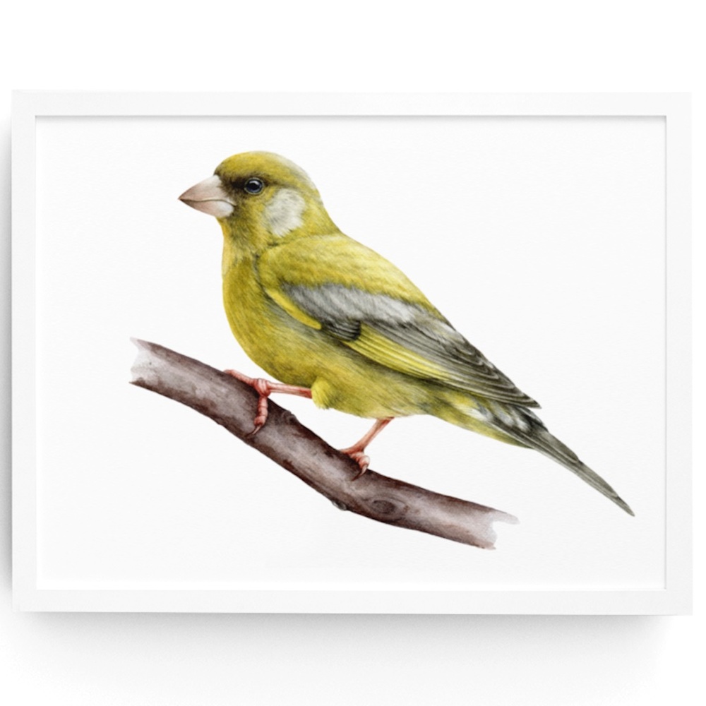 Greenfinch Bird Wall Art Watercolor Illustration Print Poster Card Unframed - Picture 1 of 5